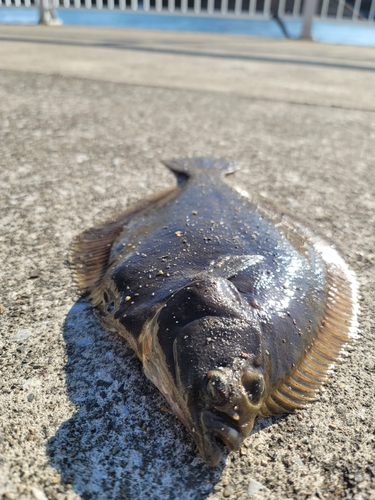 カレイの釣果