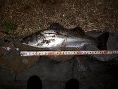 セイゴ（マルスズキ）の釣果