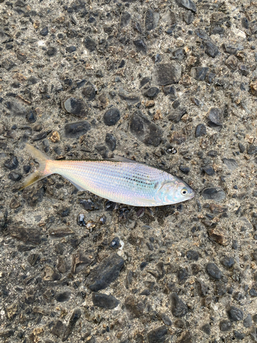 コノシロの釣果