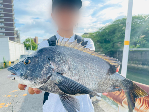 チヌの釣果