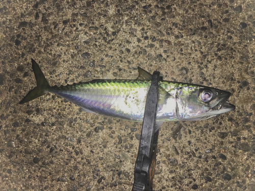 サバの釣果