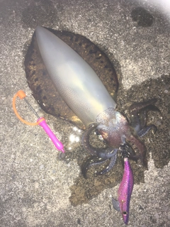 アオリイカの釣果