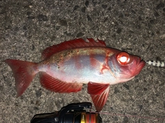 キントキダイの釣果