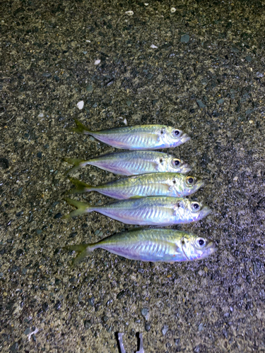 アジの釣果