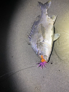 キビレの釣果