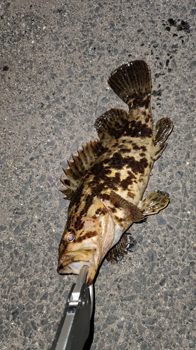 タケノコメバルの釣果