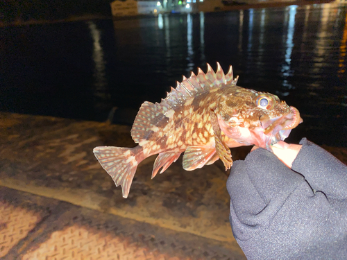 カサゴの釣果