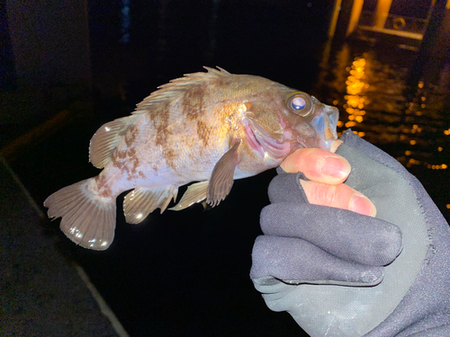 メバルの釣果