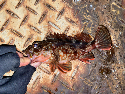 カサゴの釣果