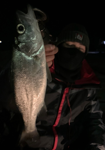 ヒラスズキの釣果