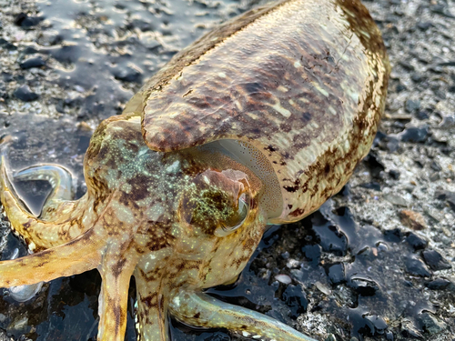 コブシメの釣果