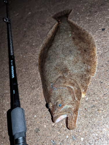 ヒラメの釣果