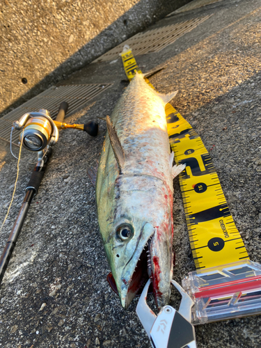 サゴシの釣果