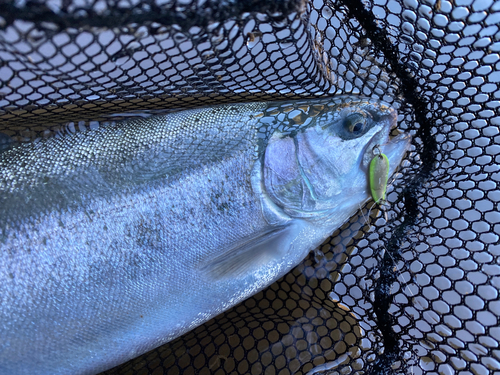 ニジマスの釣果