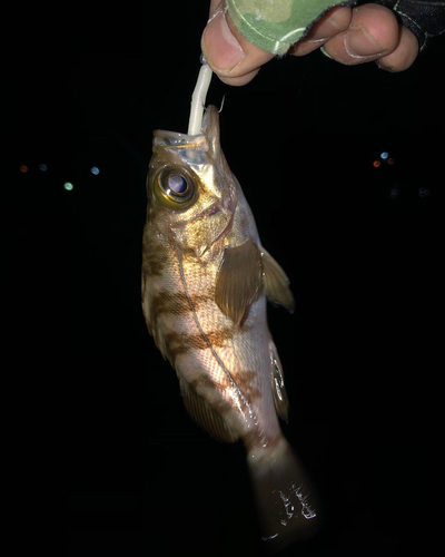 クロメバルの釣果