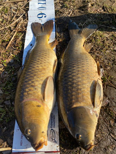 コイの釣果