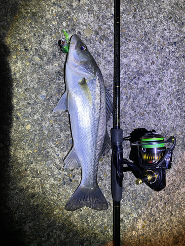 シーバスの釣果