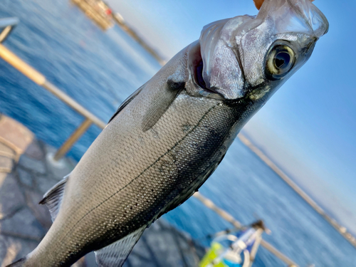 セイゴ（マルスズキ）の釣果