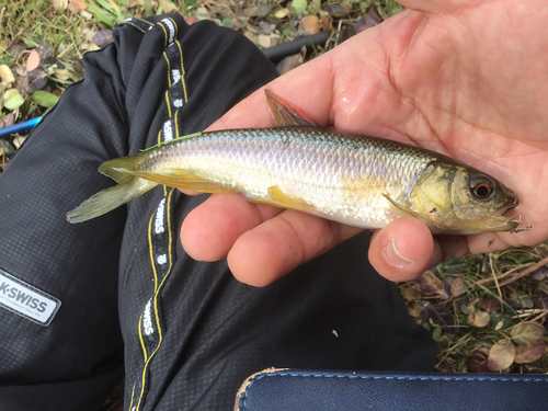 カワムツの釣果