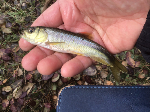 カワムツの釣果