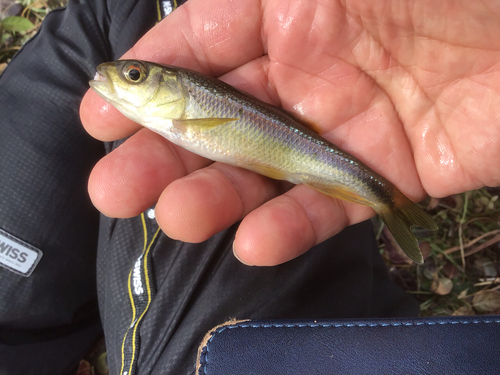 カワムツの釣果