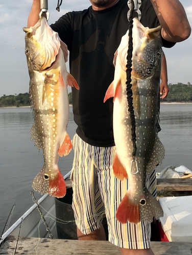 ピーコックバスの釣果