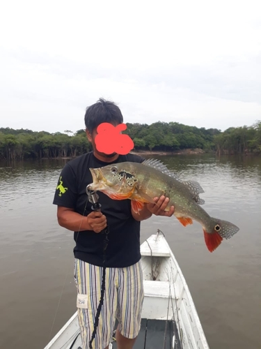 ピーコックバスの釣果