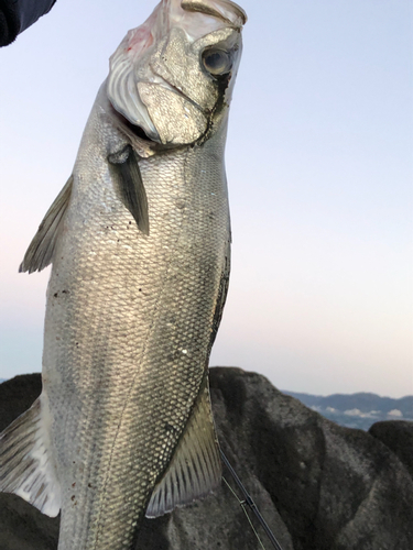 ヒラスズキの釣果