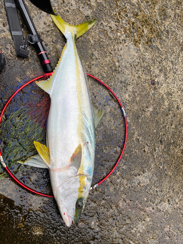 ヒラマサの釣果