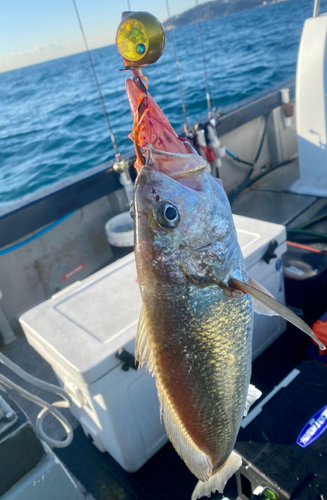 イシモチの釣果