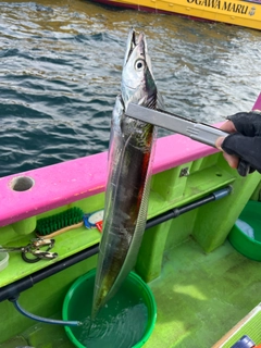 タチウオの釣果