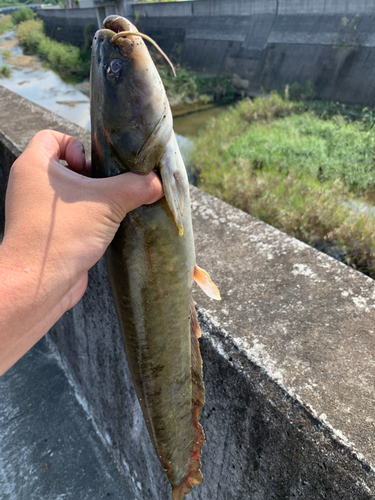 ナマズの釣果