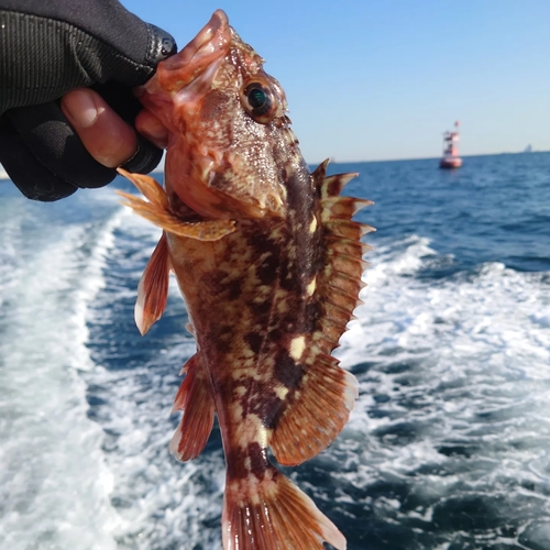 カサゴの釣果