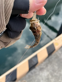 アナハゼの釣果
