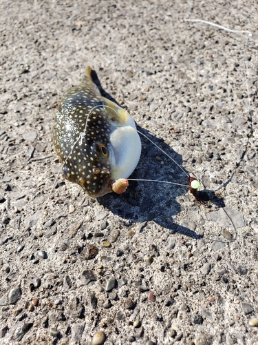 ショウサイフグの釣果