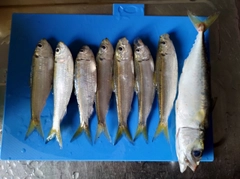 サッパの釣果