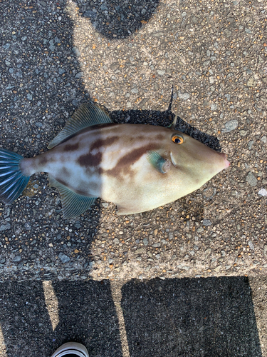 ウマヅラハギの釣果