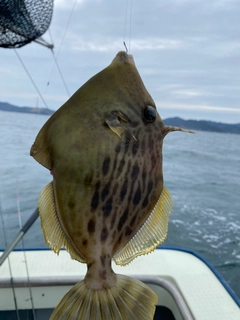 カワハギの釣果