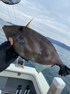 ウマヅラハギの釣果