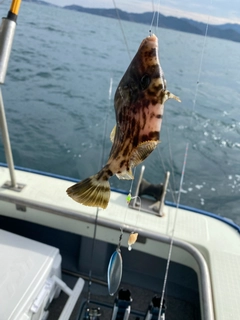 カワハギの釣果