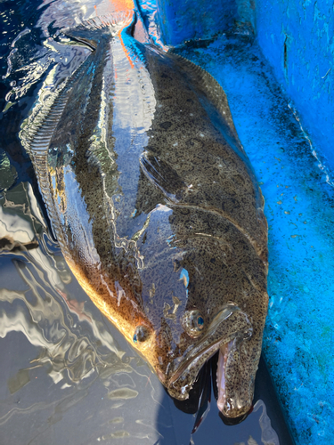 ヒラメの釣果