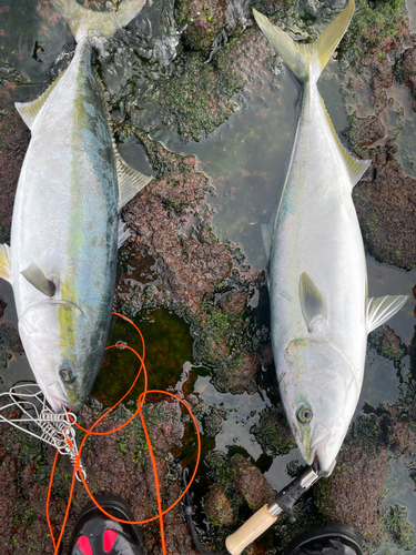 ブリの釣果