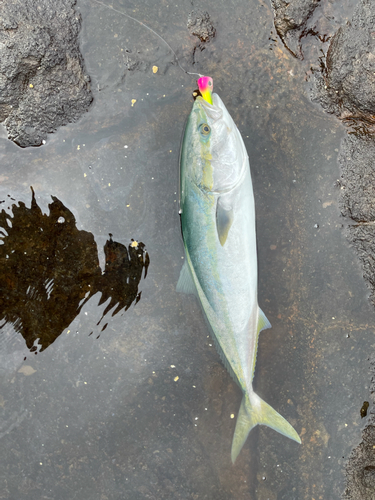 ヤズの釣果