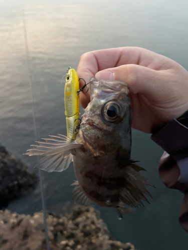 メバルの釣果