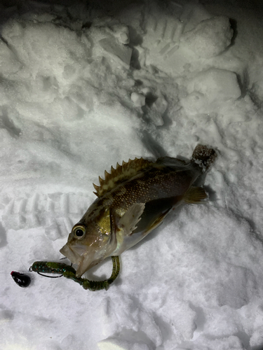 エゾメバルの釣果