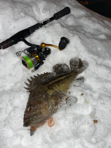 シマソイの釣果