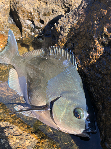 オナガグレの釣果