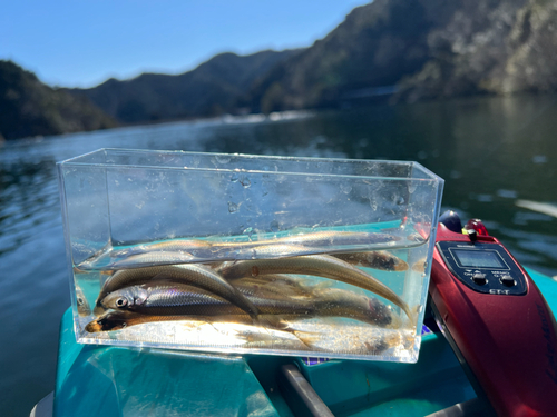 ワカサギの釣果