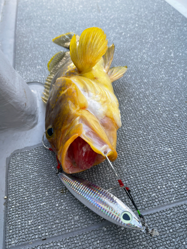 アオハタの釣果