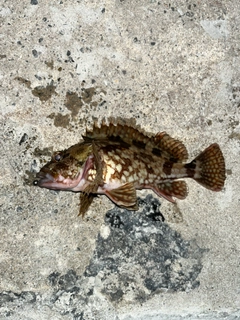 アラカブの釣果